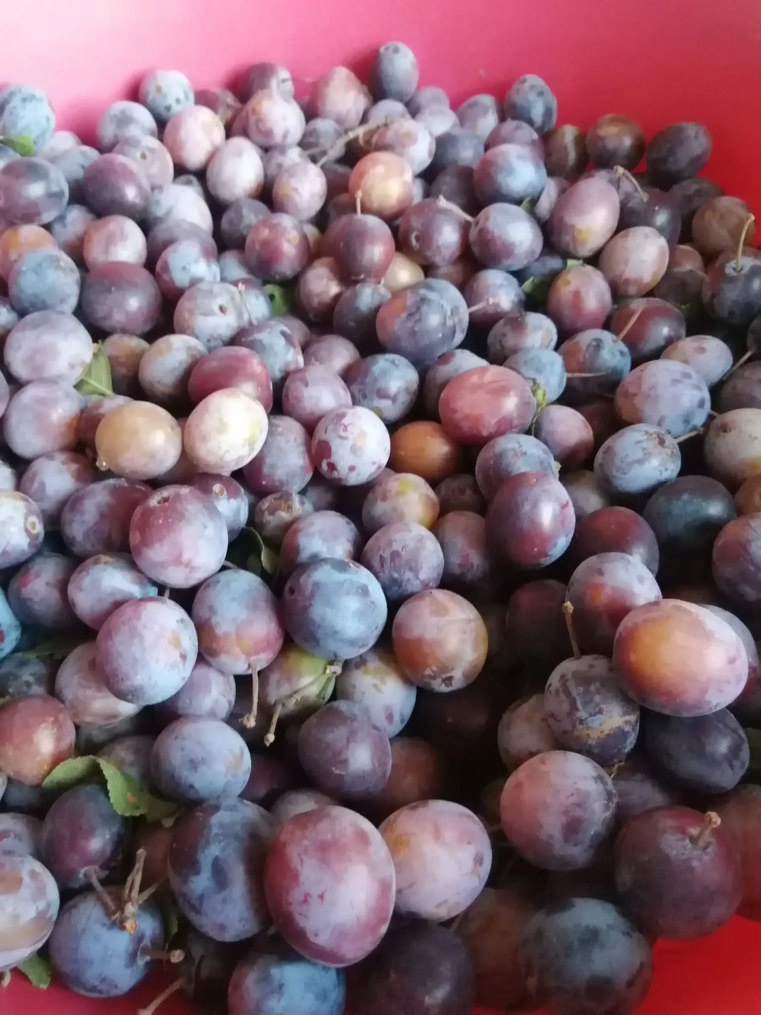 Göynük eriği marmelatı